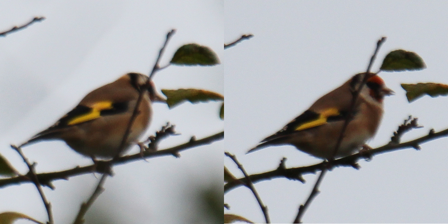 Vogeltje in Suffolk, Engeland (1)